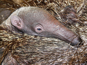baby-anteater-11